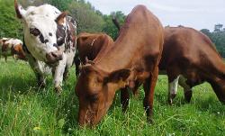 Vaches au pré